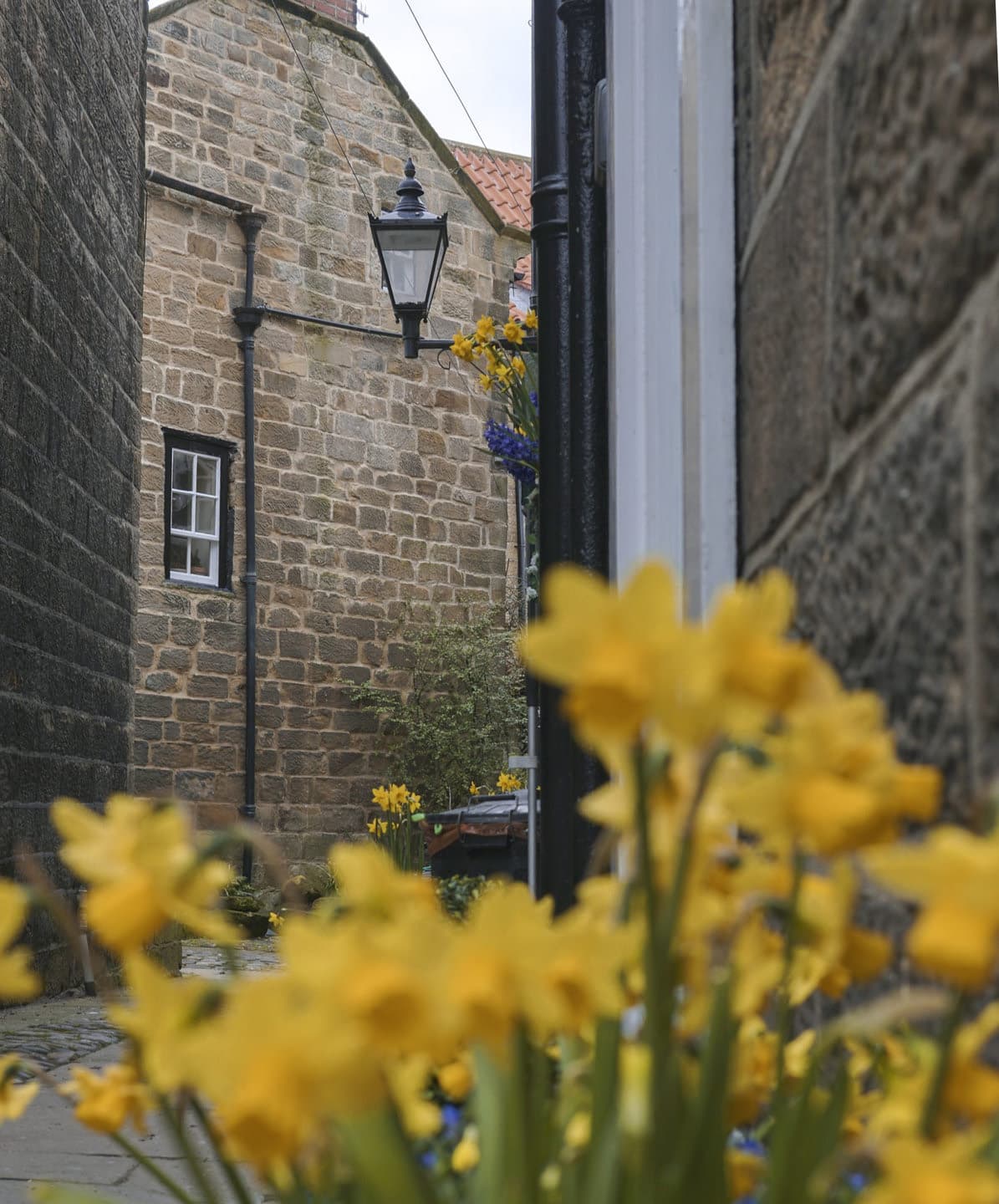 Yellow flowers beside a narrow village lane