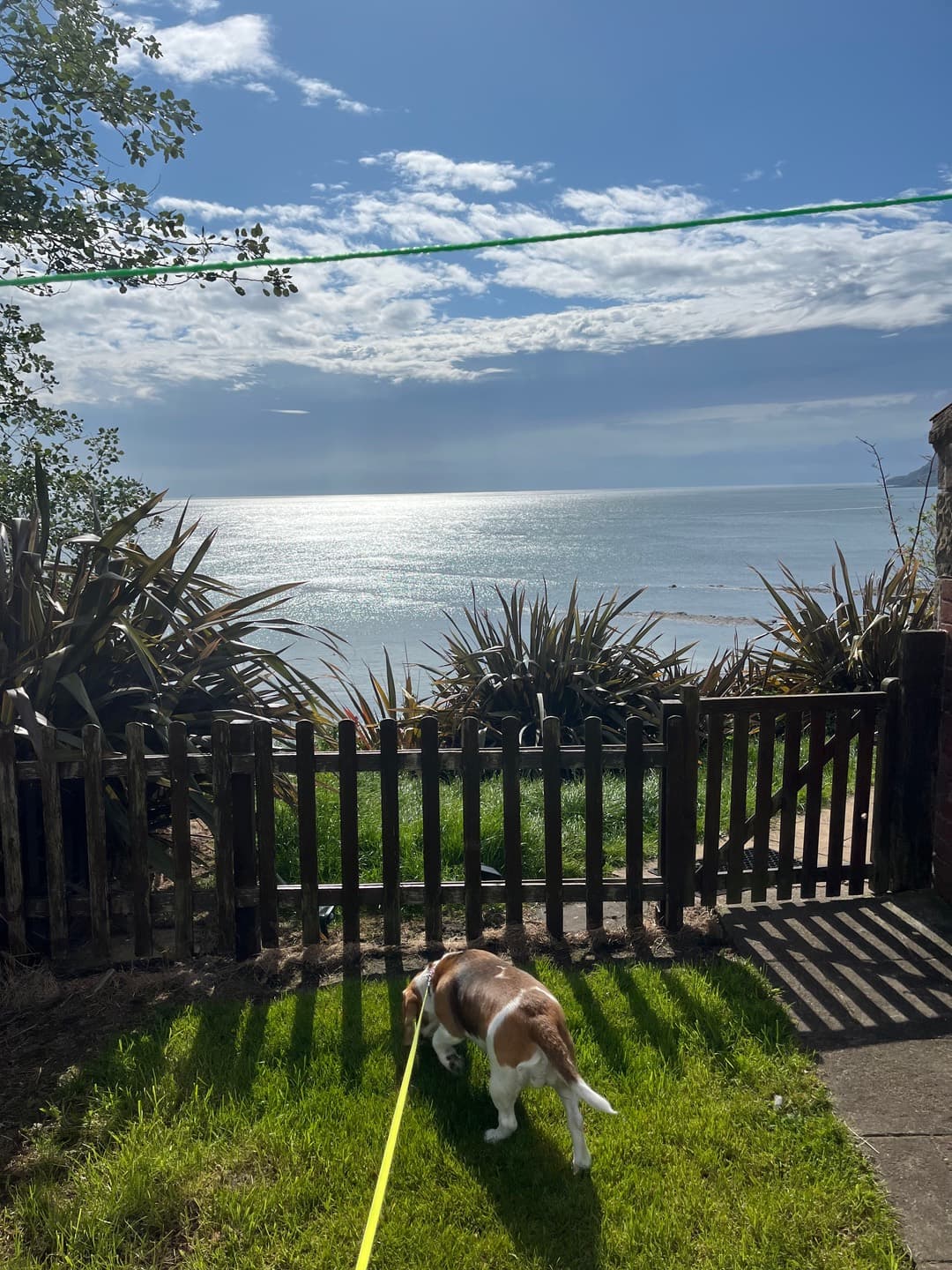 A dog looking out to sea from a garden