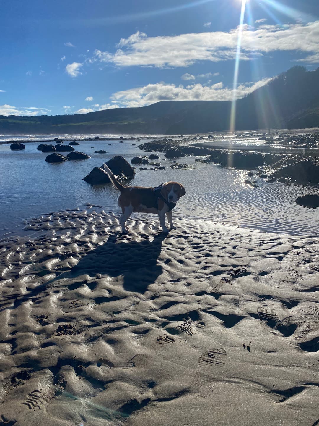 A dog on rippled sand near the sea