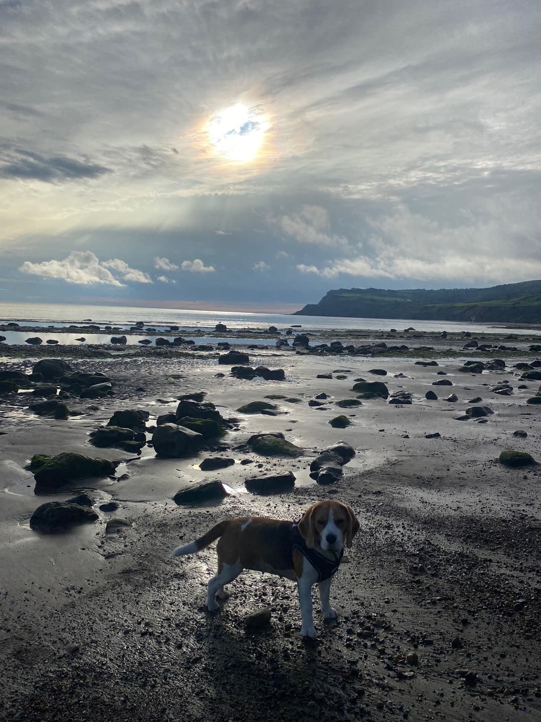 A dog exploring the shoreline in sunlight