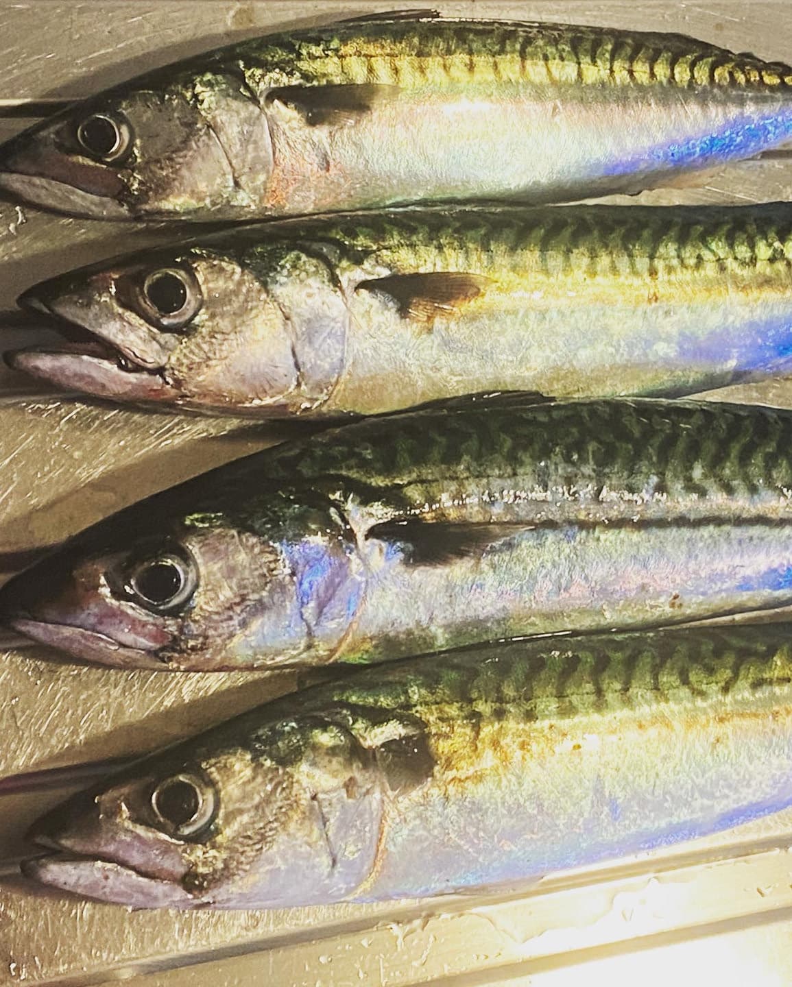 Freshly caught mackerel